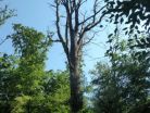 Wald-baum-abgestorben