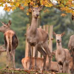 Rätseln, basteln, entdecken: Herbstfest und mehr im Wild- und Wanderpark Silz - 13. Oktober 2024