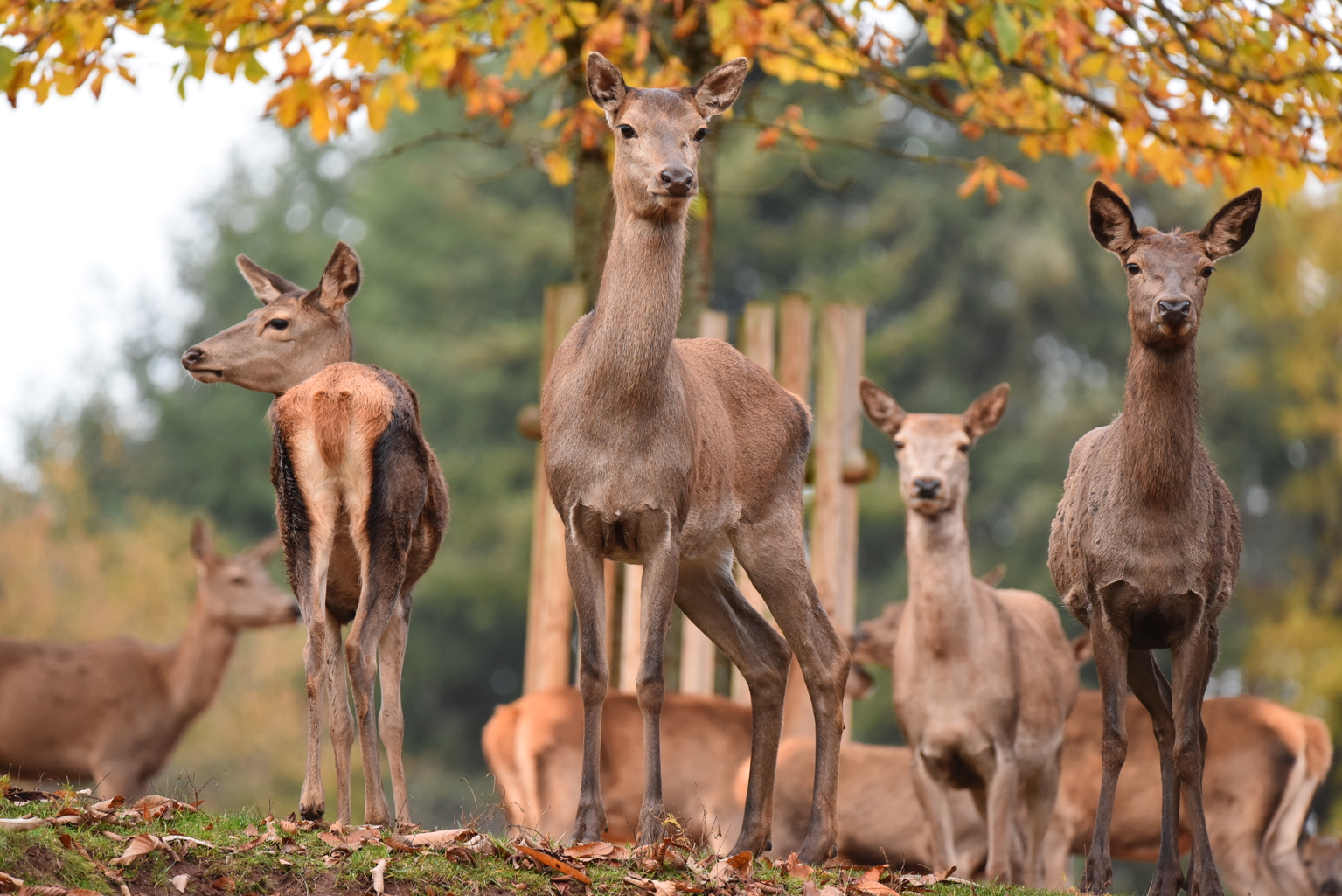 Rätseln, basteln, entdecken: Herbstfest und mehr im Wild- und Wanderpark Silz - 13. Oktober 2024